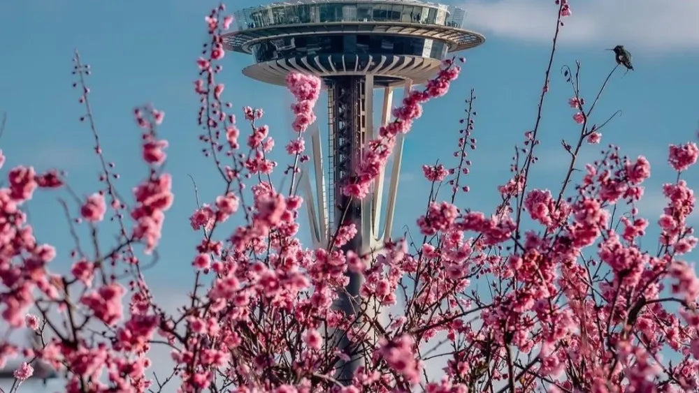 2022 CHERRY BLOSSOM FESTIVAL